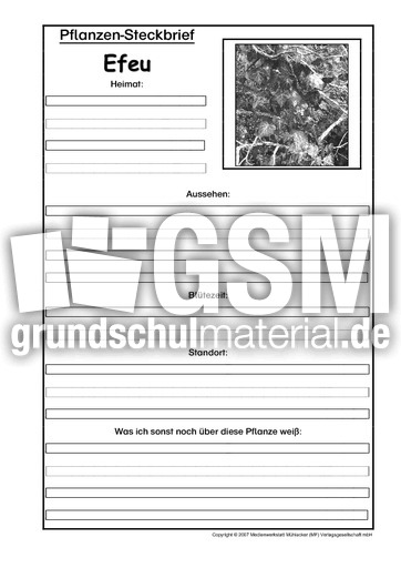 Pflanzensteckbrief-Efeu-Sw.pdf